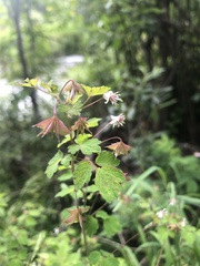 Thalictrum sparsiflorum