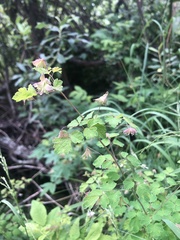 Thalictrum sparsiflorum