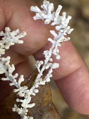 Brunneocorticium corynecarpon