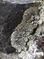 Lepraria normandinoides