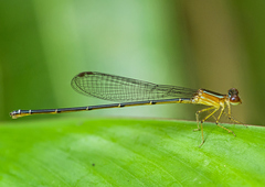Aeolagrion dorsale