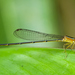 Aeolagrion dorsale - Photo (c) djhiker, some rights reserved (CC BY-NC), uploaded by djhiker
