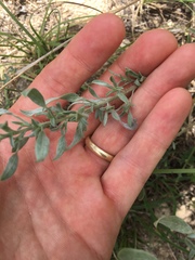 Heterotheca canescens