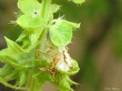 Misumenops maculissparsus