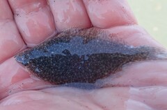 Platichthys stellatus