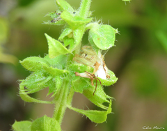 Misumenops maculissparsus