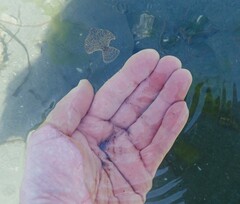 Platichthys stellatus