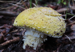 Floccularia luteovirens