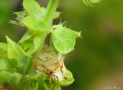 Misumenops maculissparsus