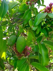 Andira