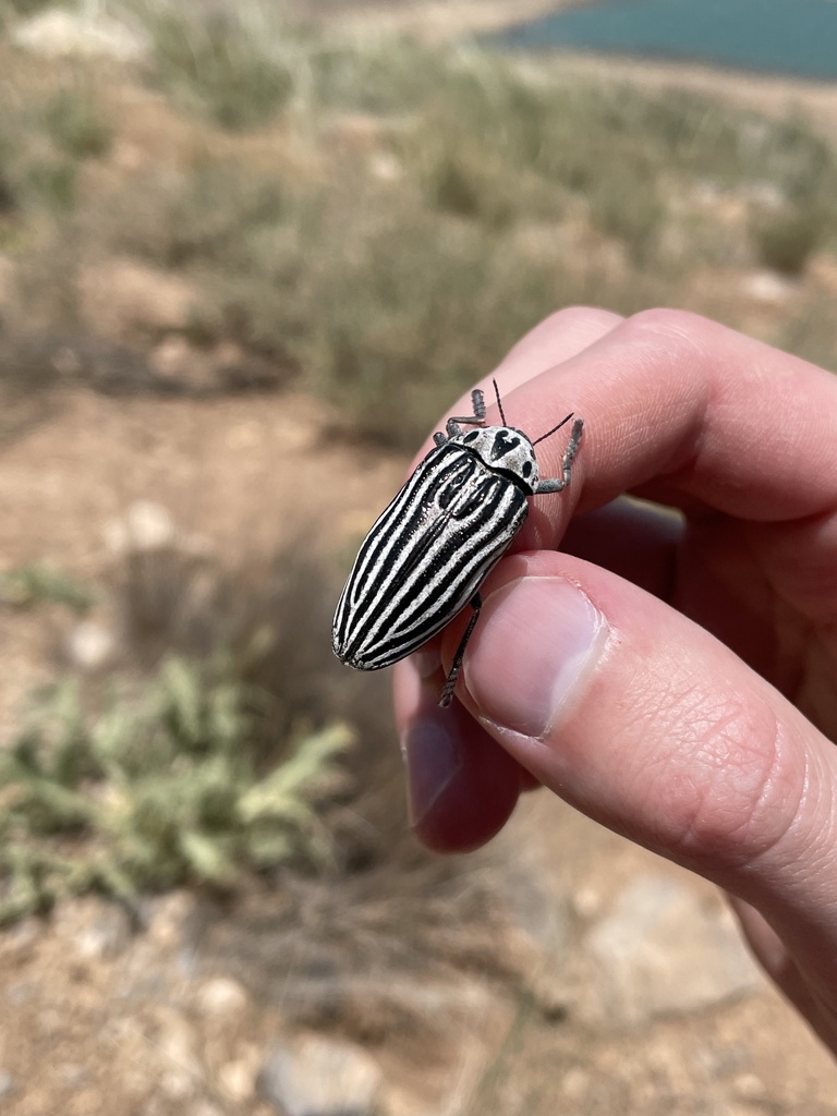 Julodis laevicostata