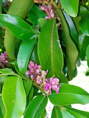 Andira