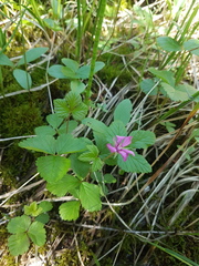 Rubus arcticus acaulis