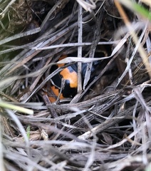 Nicrophorus investigator