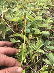 Botrychium yaaxudakeit