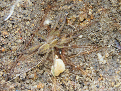 Lycosidae