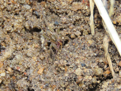 Lycosidae