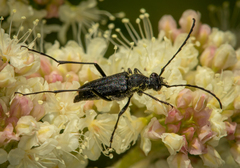 Anastrangalia laetifica