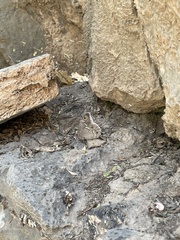 Hipparchia parisatis