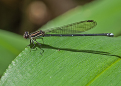 Argia oculata