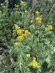 Tanacetum vulgare