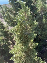 Juniperus occidentalis
