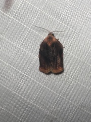 Archips infumatana