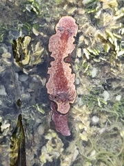 Glossodoris cincta