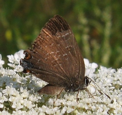 Satyrium caryaevorus