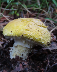 Floccularia luteovirens