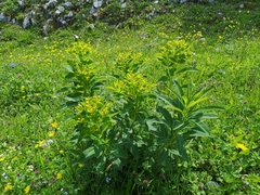 Euphorbia austriaca