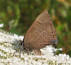 Satyrium caryaevorus