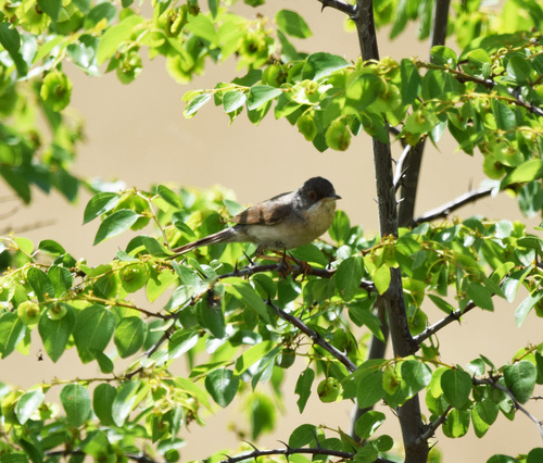 Eastern Subalpine Warbler, Central Macedonia, Greece, photo 9 of 10