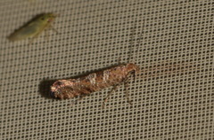 Digitivalva granitella