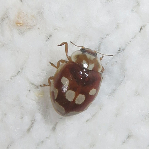 18-spot Ladybird, Amsterdam-Noord, Amsterdam, Netherlands, photo 2 of 10