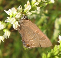 Satyrium caryaevorus