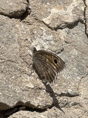 Pseudochazara mamurra