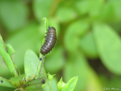 Neolochmaea dilatipennis