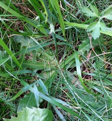 Hypochaeris radicata