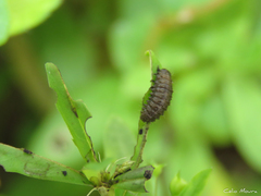 Neolochmaea dilatipennis