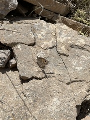 Pseudochazara mamurra