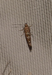 Digitivalva granitella