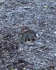 Sylvilagus floridanus