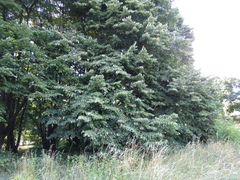 Tilia mandshurica