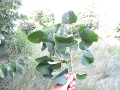 Tilia mandshurica