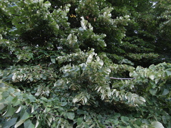 Tilia mandshurica
