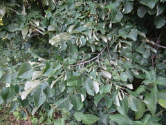 Tilia mandshurica