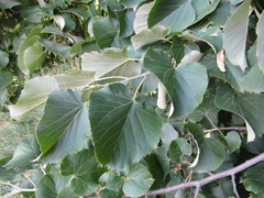 Tilia mandshurica