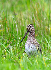 Gallinago andina