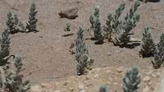 Convolvulus persicus